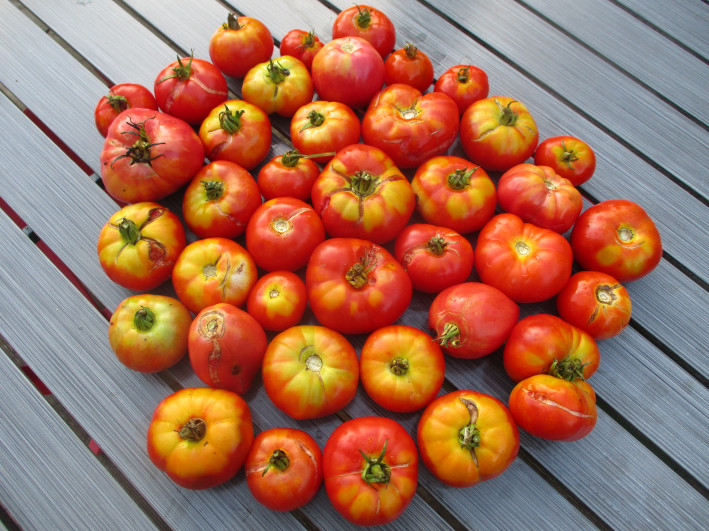 Tomates électrocultivées Plantonic