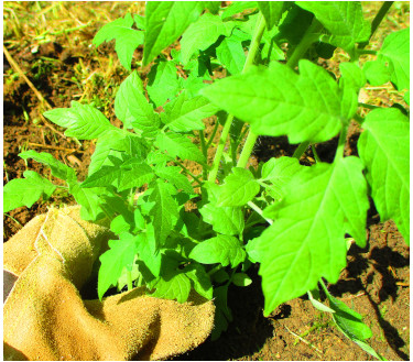 Plant de tomate fraîchement repiqué en plein champ