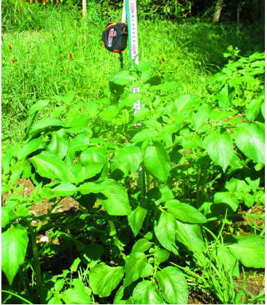 Plant de pomme de terre électrocultivé de 50 cm