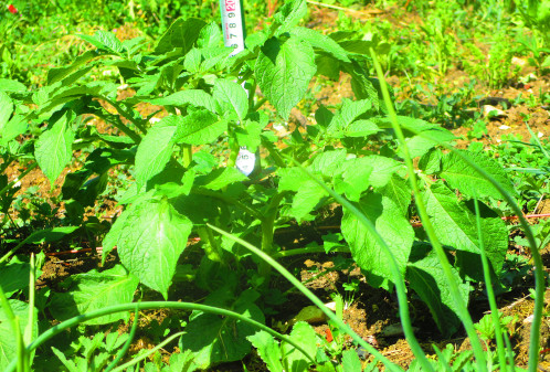 Plant de pomme de terre témoin de 20 cm
