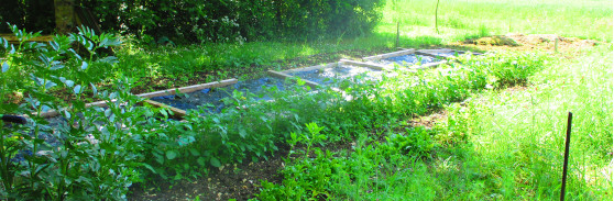 Ligne de pommes de terre électrocultivées