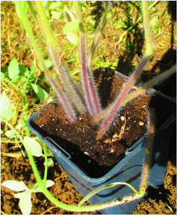 Tiges poilues d'un plant de tomate