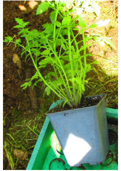 Jeune plant de tomate en pot avant plantation