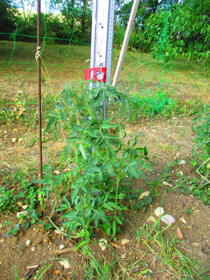 Mesure de la croissance dans le nouveau potager