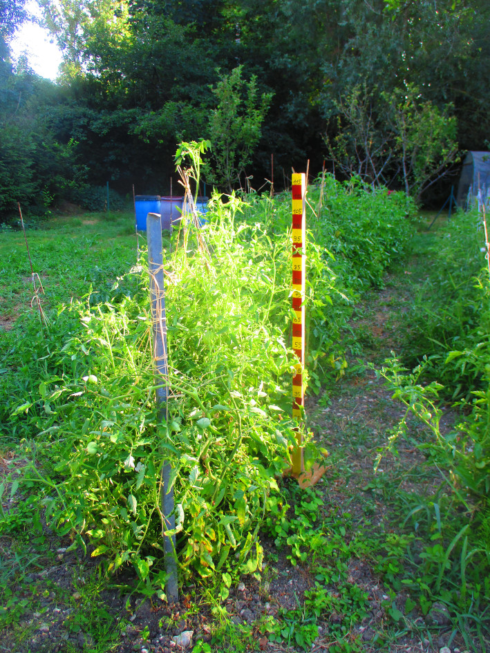 Mesure de la hauteur des plants de tomates
