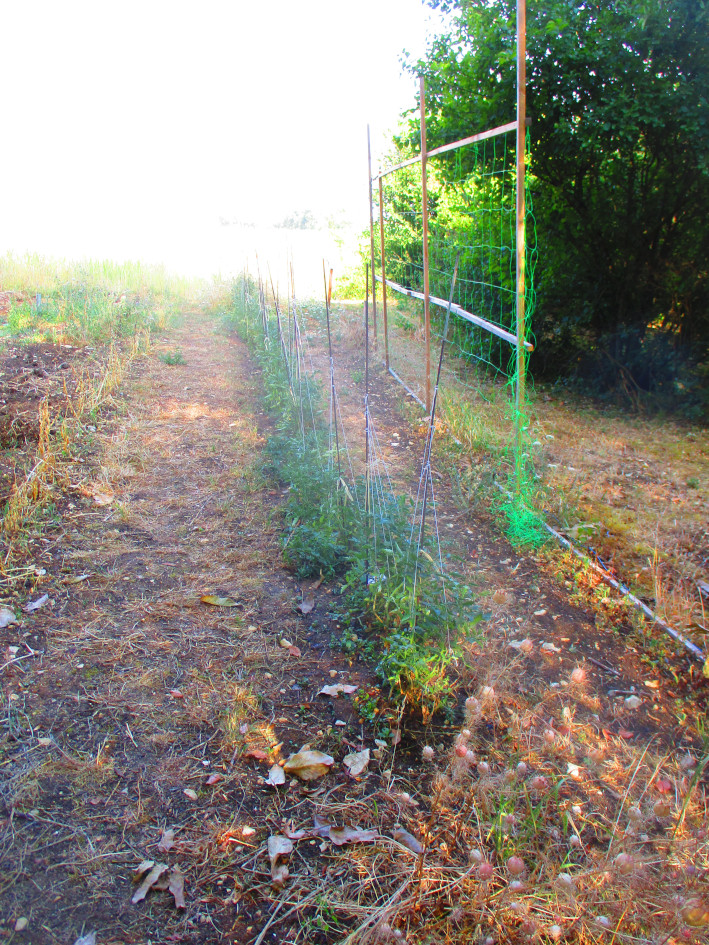 Rangées du nouveau potager