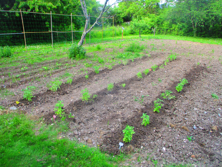 Rangées de tomates fraîchement plantées le 9 mai