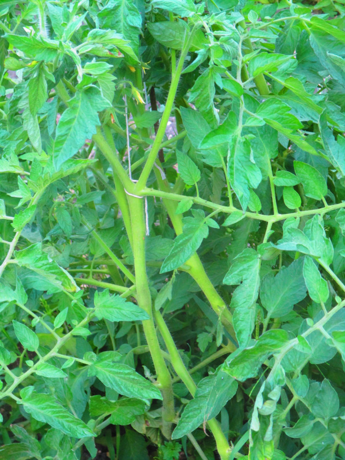 Tige de tomate rigide et épaisse