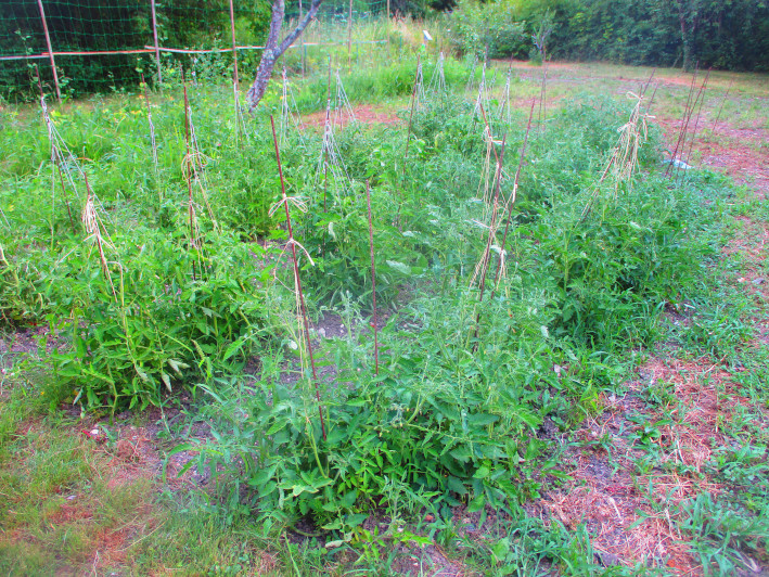 Tomates du nouveau potager bien développées