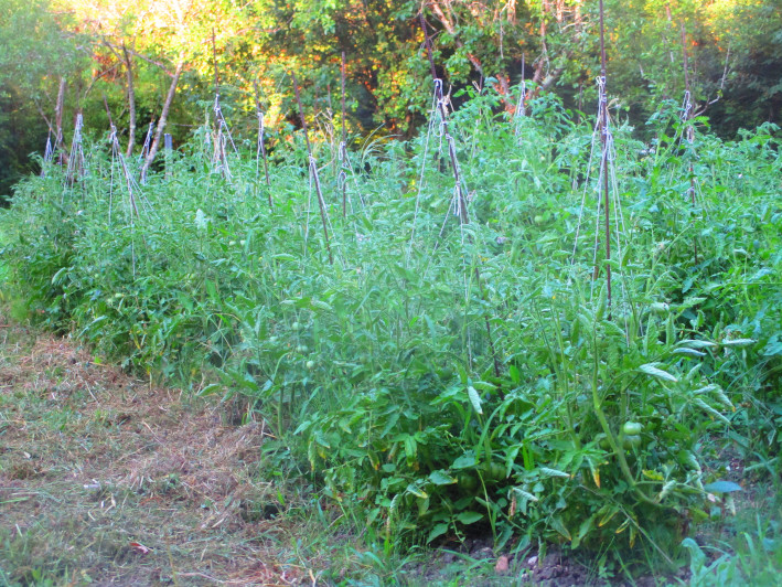 Rangée de plants de tomates vigoureux début juillet, potager de production