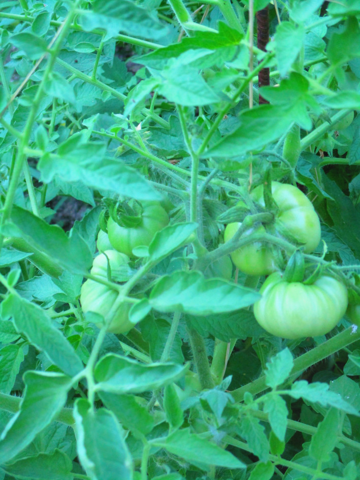 Grappe de tomates vertes bien formées