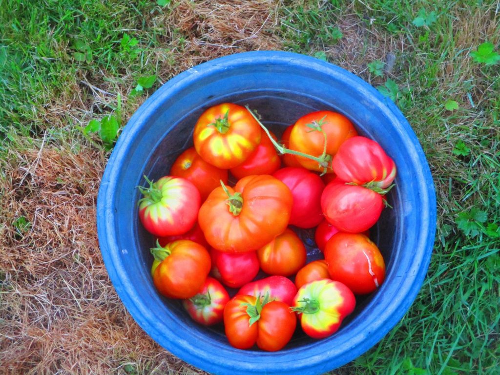 Tomates cultivées par électroculture Plantonic